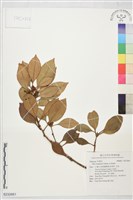 登錄號:S232661藏品圖，第1張