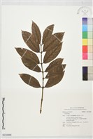 登錄號:S232666藏品圖，第1張