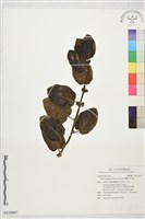 蘭嶼木耳菜藏品圖，第1張