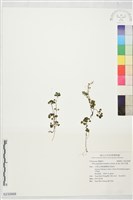 矮冷水麻藏品圖，第1張