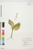 寶島羊耳蒜、寶島羊耳蘭藏品圖，第1張