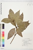 蘭嶼新木薑子藏品圖，第1張