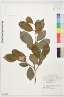 蚊母樹藏品圖，第1張
