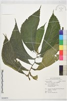 食用樓梯草藏品圖，第1張