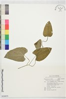 田代氏鐵線蓮藏品圖，第1張