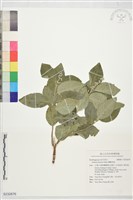 蘭嶼溲疏藏品圖，第1張