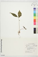 糙梗樓梯草藏品圖，第1張