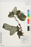 蘭嶼水絲麻藏品圖，第1張