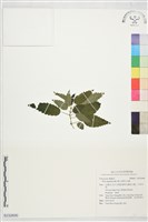 長柄冷水麻藏品圖，第1張