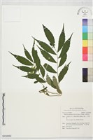 赤車使者藏品圖，第1張