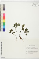 蟲蟻麻藏品圖，第1張