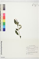 蛇根草藏品圖，第1張