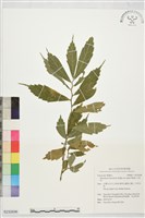 冷清草藏品圖，第1張