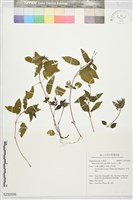 山靛藏品圖，第1張