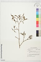 登錄號:S232699藏品圖，第1張