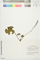 臺灣嗩吶草藏品圖，第1張