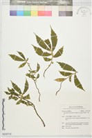 冷清草藏品圖，第1張