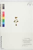 臺灣貓兒眼睛草藏品圖，第1張