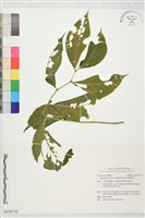 溪澗樓梯草藏品圖，第1張