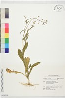 薺藏品圖，第1張