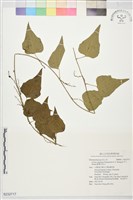 臺灣土防己藏品圖，第1張