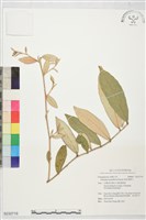 慈恩胡頹子藏品圖，第1張