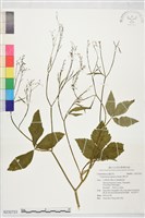 鴨兒芹藏品圖，第1張