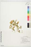 心葉茶匙黃藏品圖，第1張
