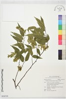 阿里山千金榆藏品圖，第1張