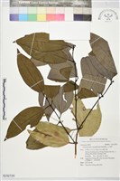 土肉桂藏品圖，第1張