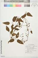 麥氏鐵線蓮藏品圖，第1張