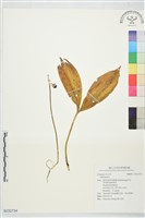 登錄號:S232734藏品圖，第1張
