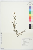 登錄號:S232735藏品圖，第1張