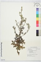 登錄號:S232736藏品圖，第1張