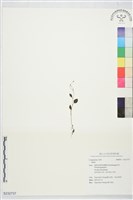 登錄號:S232737藏品圖，第1張