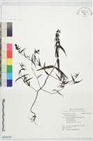 登錄號:S232743藏品圖，第1張