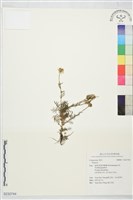 登錄號:S232744藏品圖，第1張