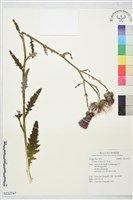 登錄號:S232747藏品圖，第1張