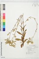 登錄號:S232748藏品圖，第1張