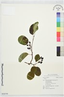 登錄號:S232749藏品圖，第1張