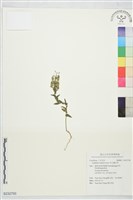 柱毛獨行菜藏品圖，第1張