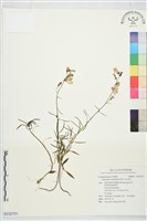 登錄號:S232751藏品圖，第1張