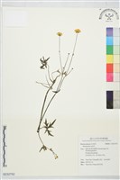 登錄號:S232752藏品圖，第1張