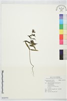 登錄號:S232753藏品圖，第1張