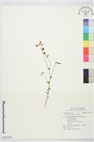 百脈根藏品圖，第1張