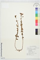 貫葉連翹藏品圖，第1張