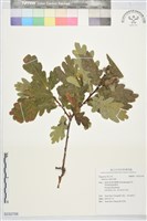 登錄號:S232756藏品圖，第1張