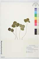 登錄號:S232757藏品圖，第1張
