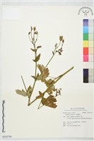 普通耬斗藏品圖，第1張