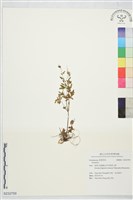 登錄號:S232759藏品圖，第1張